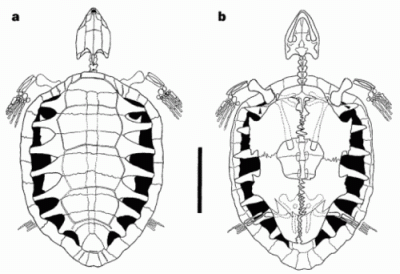 Santanachelys gaffneyi