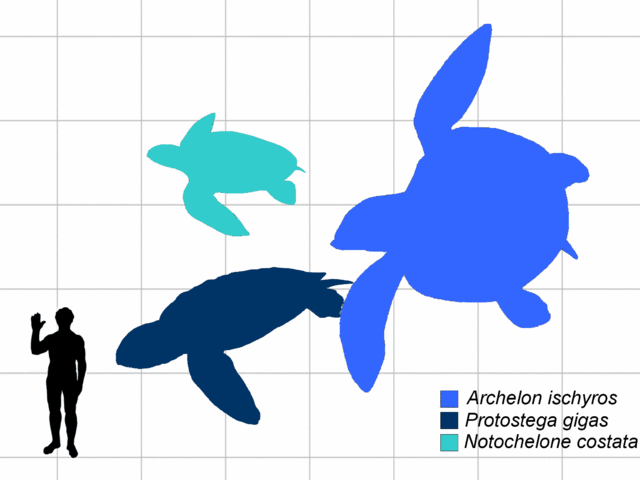 Size comparison of Protostegidae