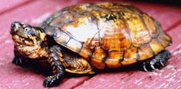 Eastern box turtle