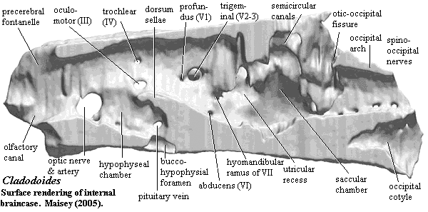 Cladodoides internal braincase surface.  Maisey (2005)