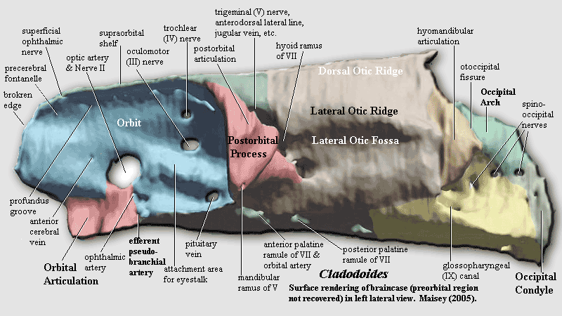 Cladodoides braincase.  Maisey (2005)