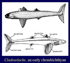 Cladoselache