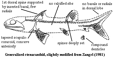 Genaslized ctenacanthid