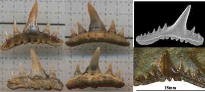 Palaeospinacid teeth