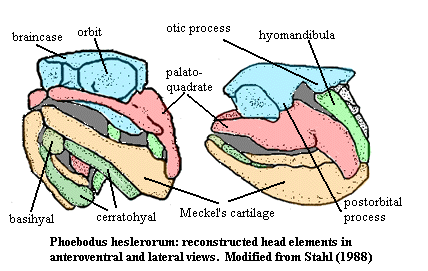 Phoebodus crainial reconstruction after Stahl (1988)