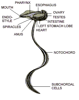 Oikopleuron