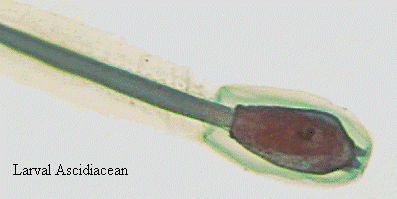 Urochordata1