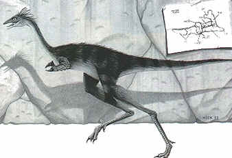 Mononykus olecrans