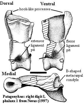 Patagonykus right digit I, phalanx 1