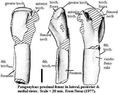 Right proximal femur