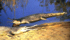 Gharials