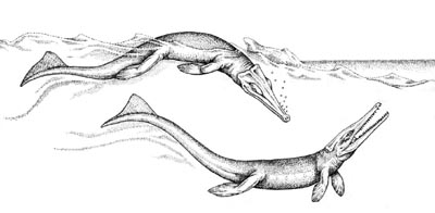 Metriorhynchus