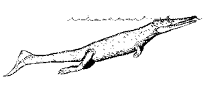 Metriorhynchus