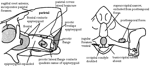 Cynodont Apomorphies 1