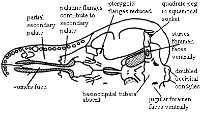 Cynodont Apomorphies 2