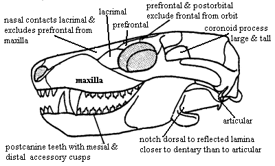 Cynodont apomorphies 3