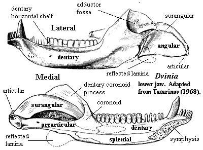 Dvinia lower jaw