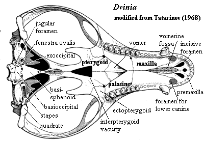 Dvinia palatal skull