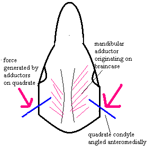 sketch of forces acting on Procynosuchus quadrate condyle