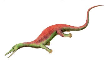 Askeptosaurus italicus