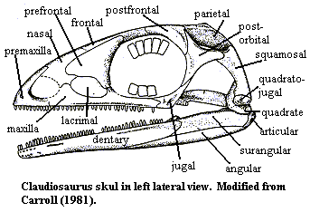 Claudiosaurus.  Carroll (1981)