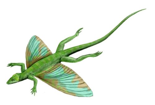 Coelurosauravus jaekeli