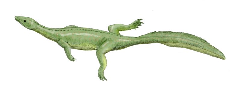 Miodentosaurus brevis