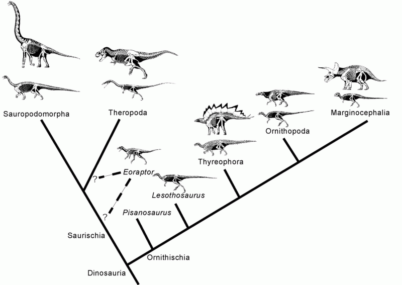 Dinosaur dendrogram by Tom Holtz - click for larger image