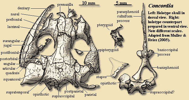 Concordia.  Muller & Reisz (2005)