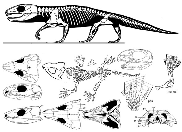 Captorhinus aguti, by David Peters