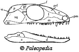 Paleothyris