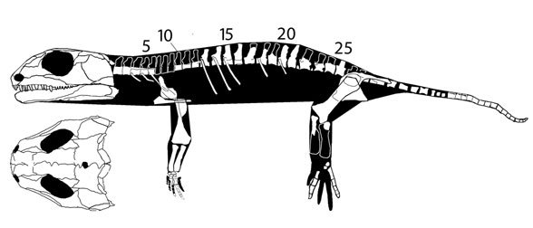 Thuringothyris mahlendorffae - illustration by David Peters