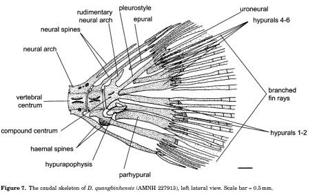 Danio caudal skeleton from Sanger & McCune (2002)