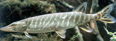 Esox