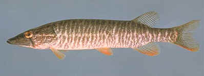 Esox americanus