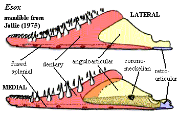 Esox mandible from [J75]