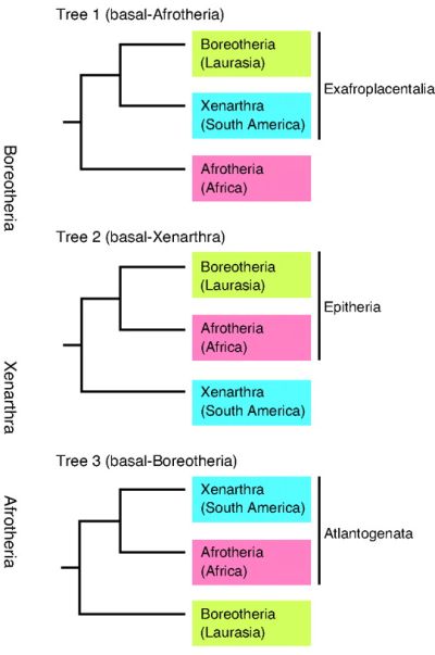 Three phylogenetic hypotheses of the branching of major clades of placentals