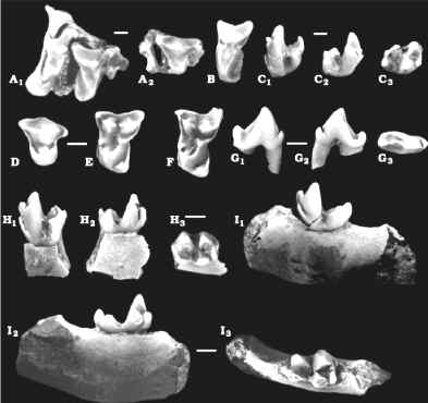 Pararyctes rutherfordi