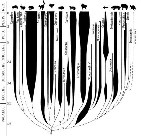 Adaptive radiation of placental mammals