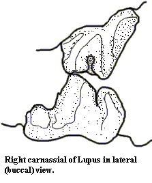 Dog carnassials