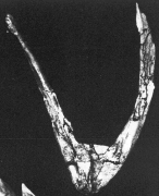 Anatalavis furcula from Olson (1999)