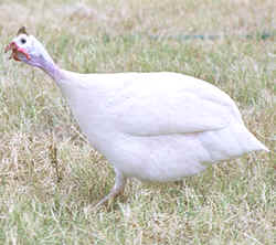 Guinea fowl