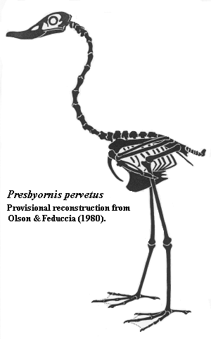 Presbyornis reconstruction from Olson & Feduccia (1980)