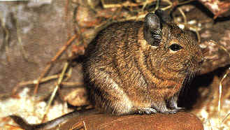 Degu