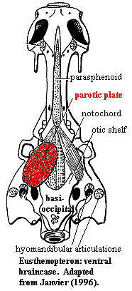 Eusthenopteron ventral braincase.  Janvier (1996)