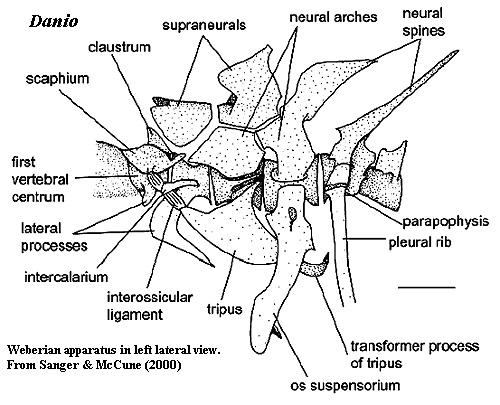 Claustrum