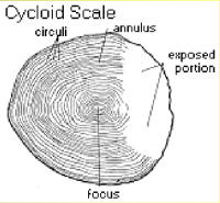 cycloid scale