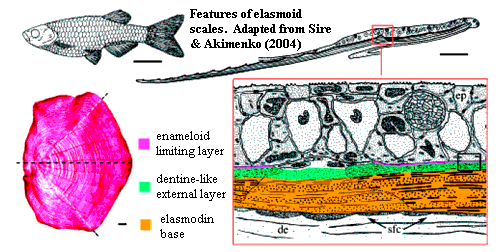 Elasmoid scale.  Sire & Akimenko (2004)