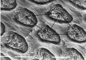 Enamel prisms from Meniscoessus