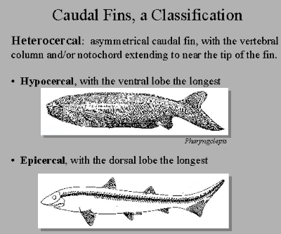 Fin classification